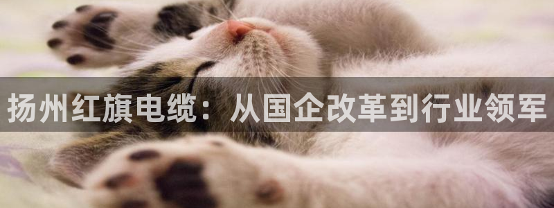 彩神赢了钱登录不上去：扬州红旗电缆：从国企改革到行业领军